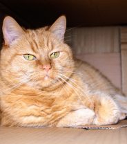 Pamper Boxes for Cats - What's Out There and is it Worth it?
