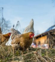 Can I Feed Leftovers to Chickens?