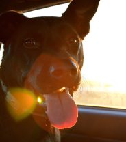 Is it safe to leave dogs in cars these days?