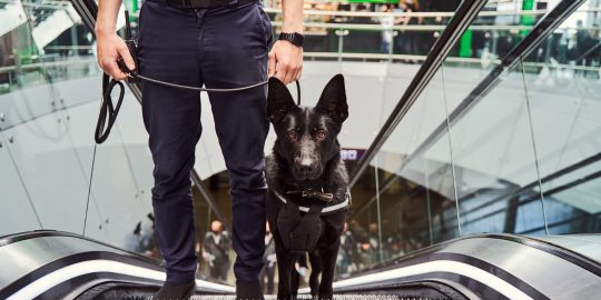 Dog on escalator
