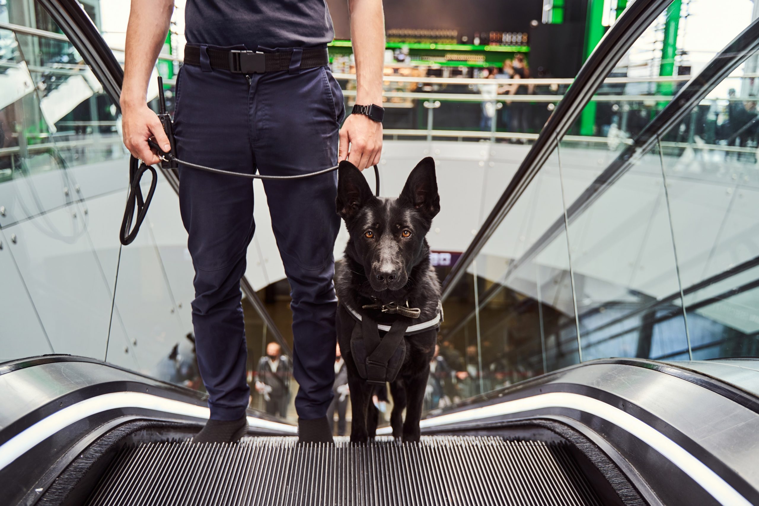 Is it safe to let your dog use an escalator? Vet Help Direct