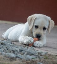 Are There Any Good Quality Plant-Based Dog Foods?