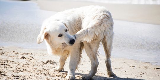 Dog chasing tail on beach