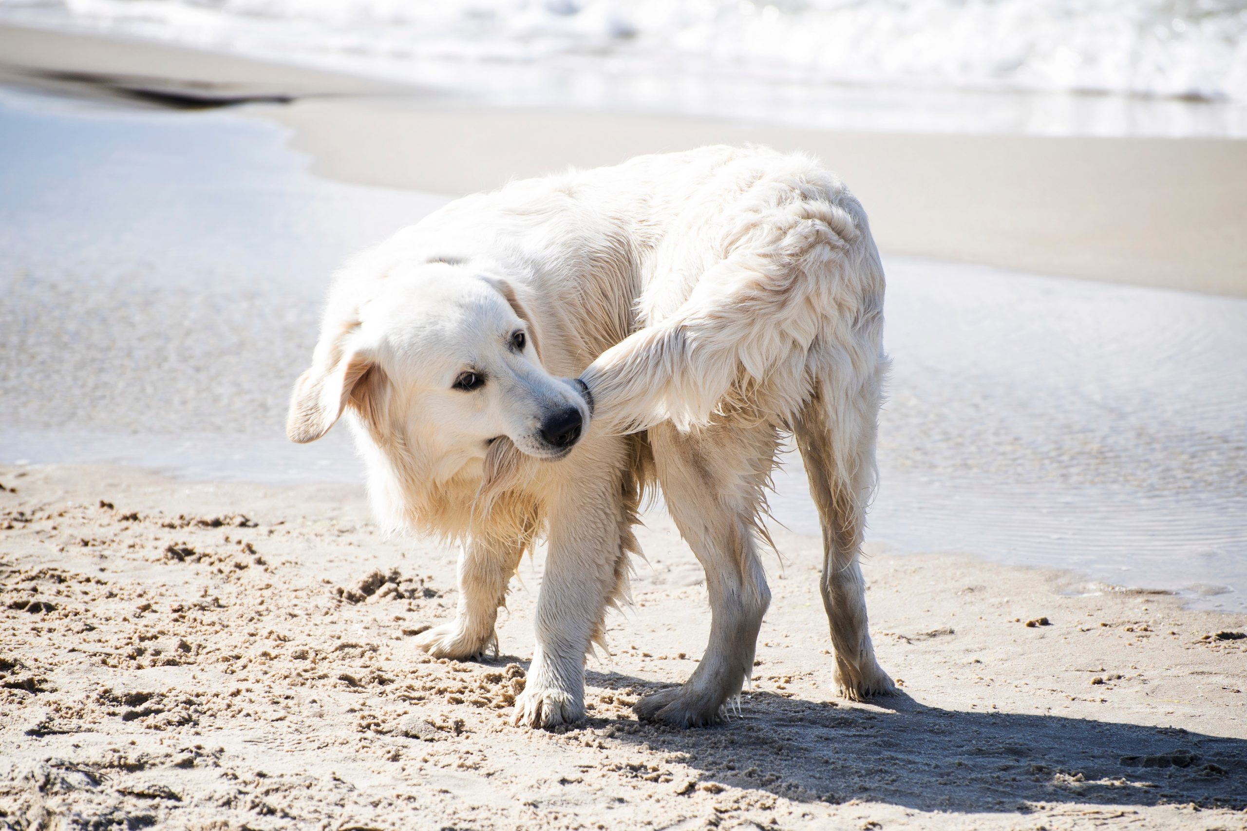 Dog chasing tail on beach