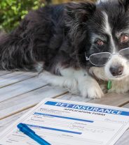 Is pet insurance too complicated?