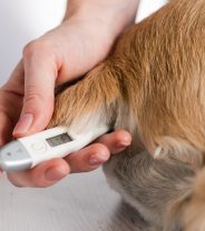 Is there a way to take a dog’s temperature without putting the thermometer in their bottom?