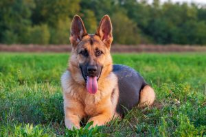 German Shepherd