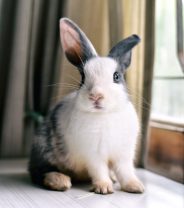 Can rabbits be house-trained?