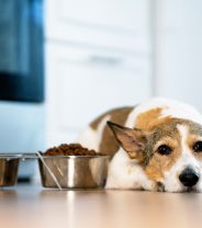 Why should I feed an old dog a special diet?