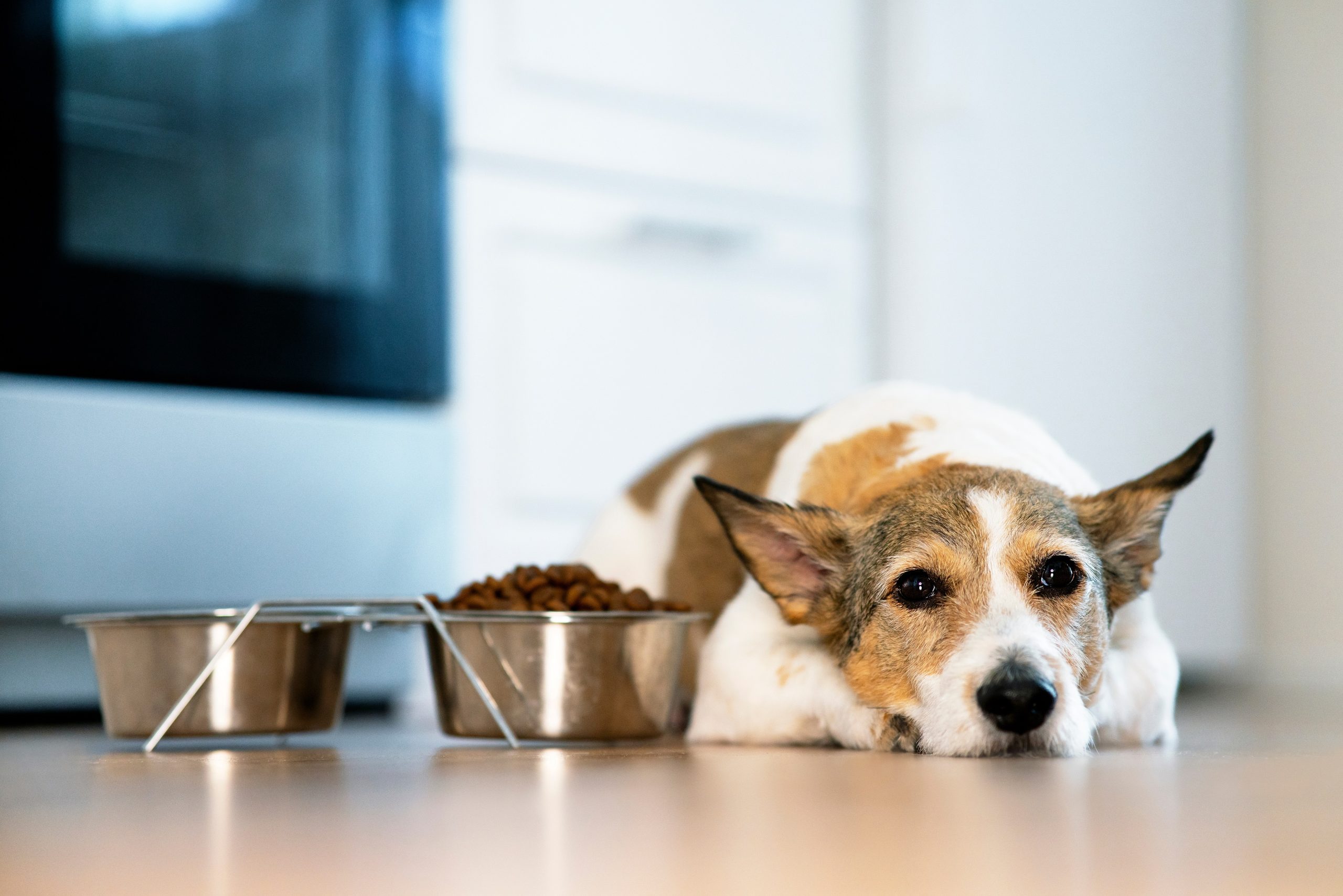 Why should I feed an old dog a special diet? Vet Help Direct