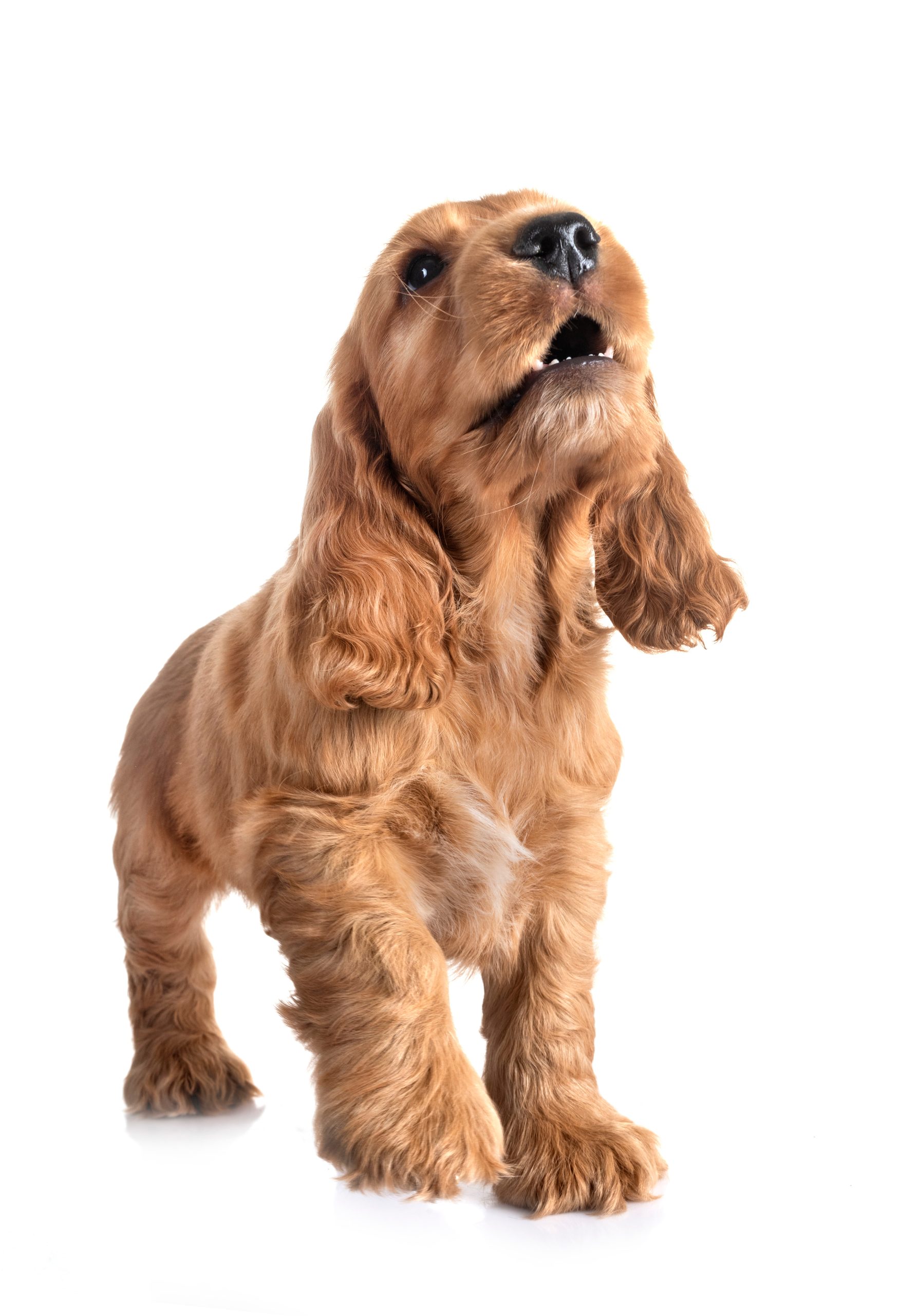 How long will a puppy cry in a crate at clearance night