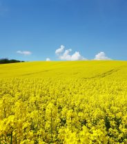 Is rapeseed really dangerous to dogs?