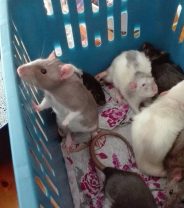 Home Euthanasia for Rodents, is it Worthwhile?