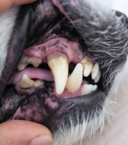 Why does my dog have bad breath?