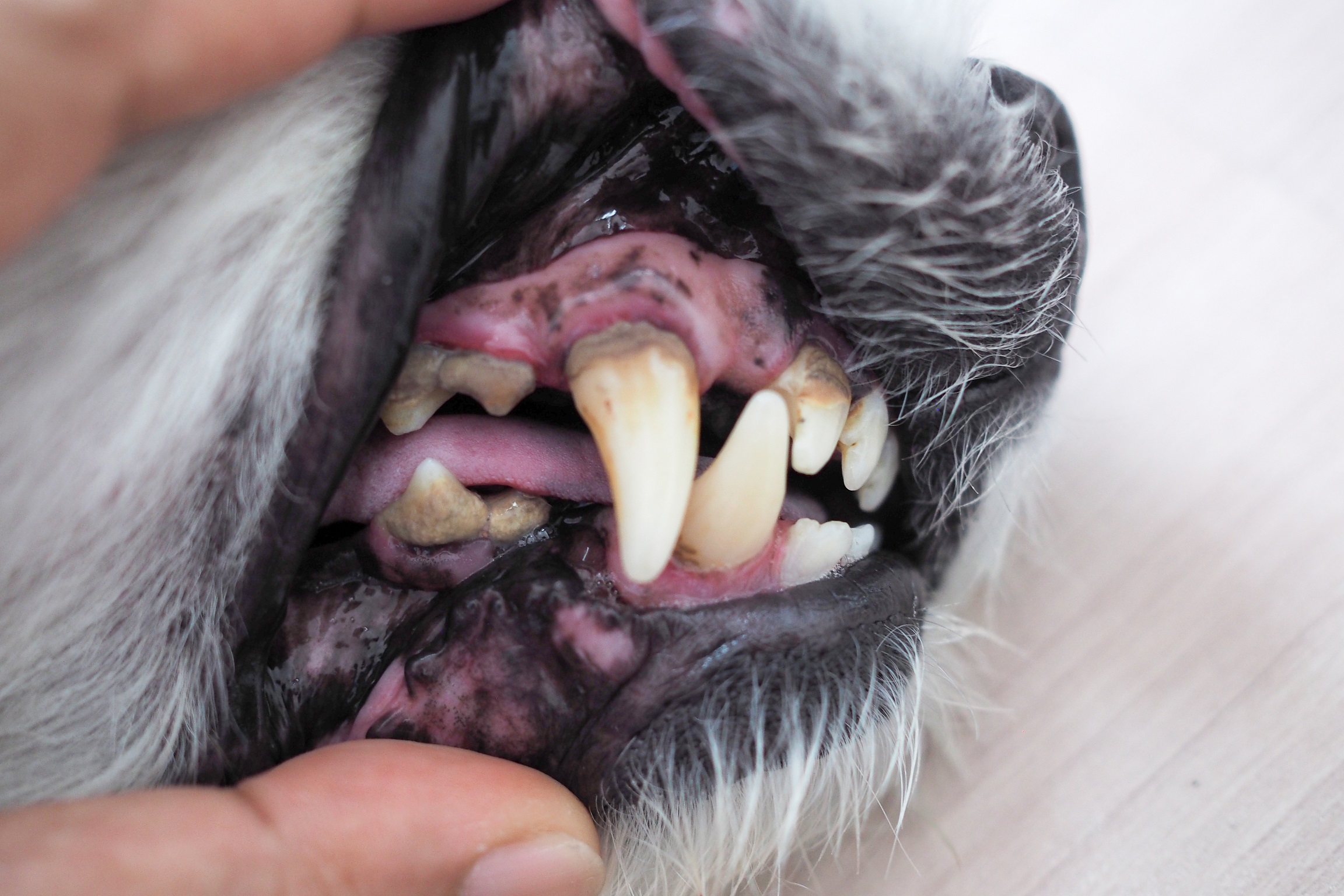 Why Does My Dog Have Bad Breath Vet Help Direct