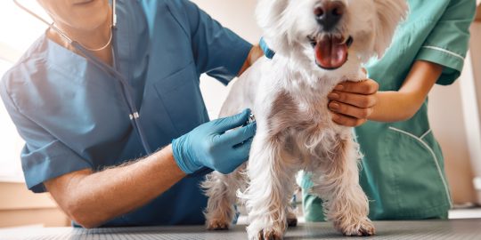 West Highland White Terrier having chest examined by vet