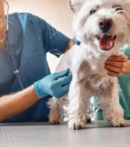 What is the difference between a Specialist and an Advanced Practitioner vet?