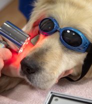 Can laser therapy be used in dogs?