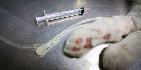 cat in hospital on a drip