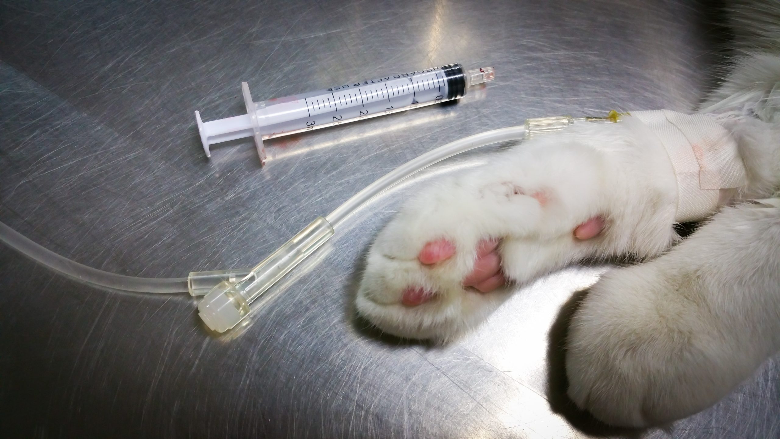 cat in hospital on a drip