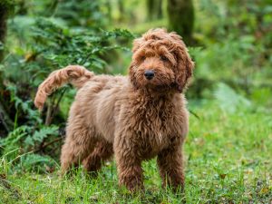 Cockapoo spaniel sales