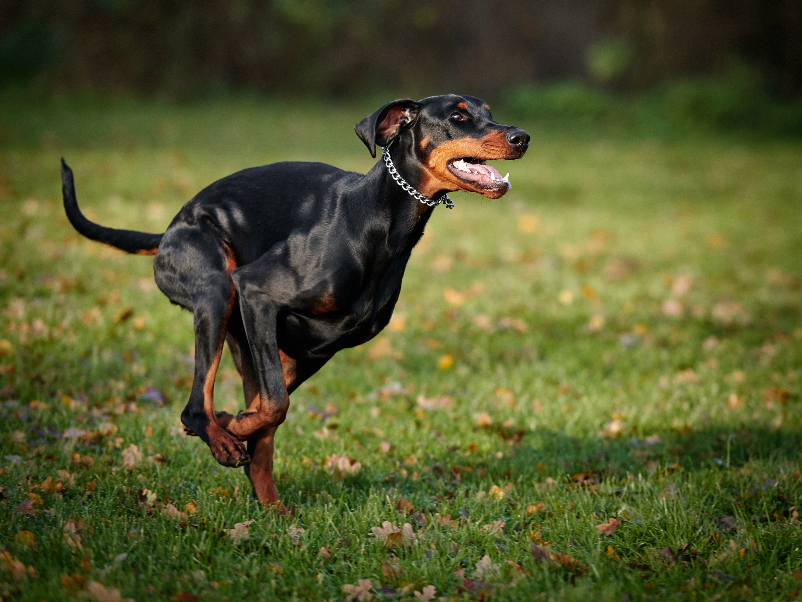 Doberman with uncropped ears
