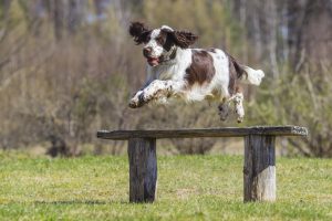 English Springer Spaniel