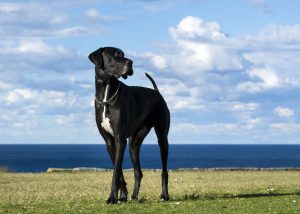 are great dane puppies clumsy