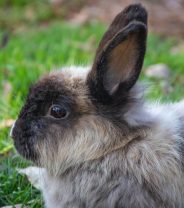Is pet insurance worth it for a pet rabbit?