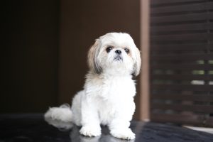 Shih Tzu Temperament: What Sets Them Apart – Optimeal