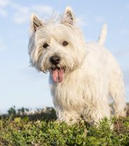 West Highland White Terrier Health Problems – Do All Westies Have Skin Conditions?