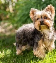 Do Yorkshire Terriers make good family pets?