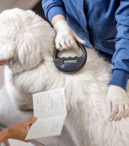 What Does ‘OV’ Mean on a Vets' Website, and is it Important?