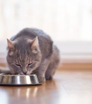 Why should I feed a cat with kidney problems a special diet?