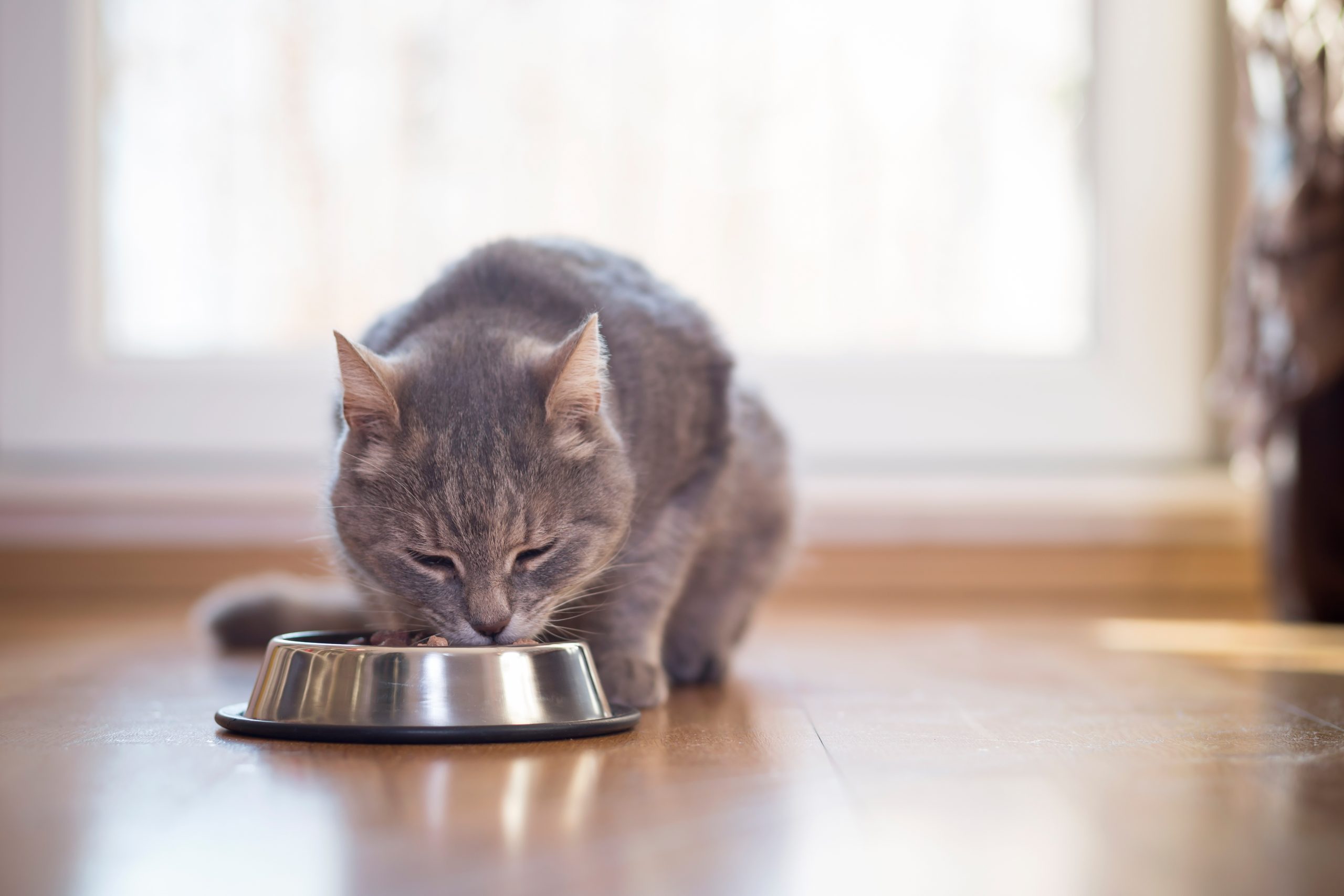 What Food Is Good For Cats With Kidney Problems