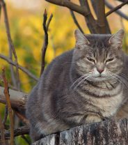 Can cats get cirrhosis of the liver?
