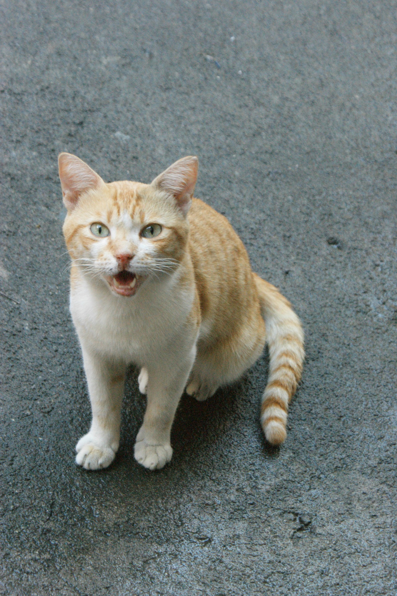 Female cat meowing at 2024 night