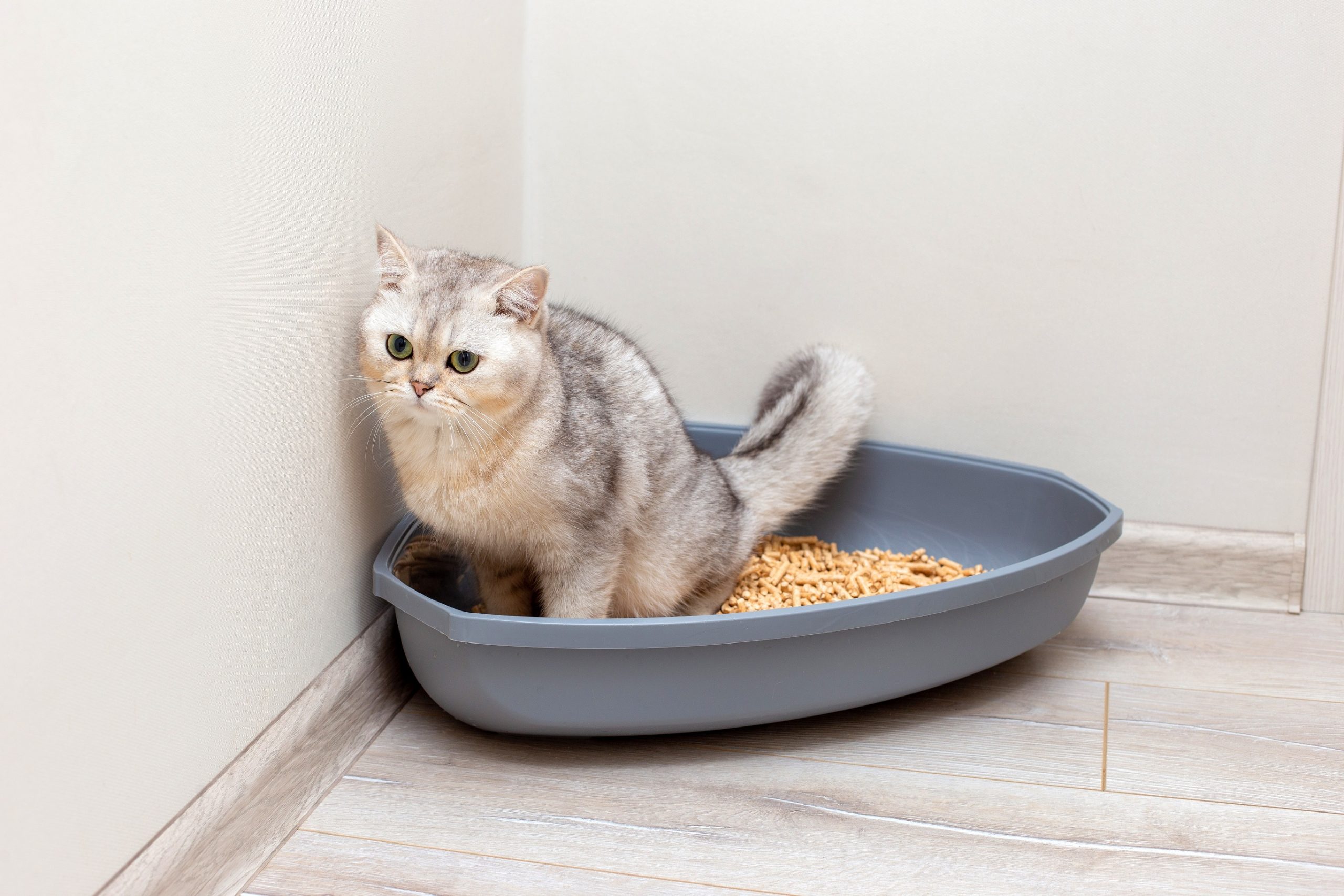 Cat using litter tray