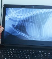 What Does ‘Digital X-Ray’ Mean on a Vet’s Website, and is it Important?
