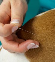 Is acupuncture a thing in dogs?