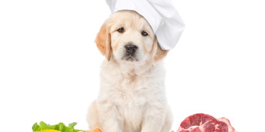 Dog in chef’s hat surrounded by food