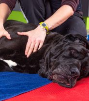 Is massage therapy allowed in dogs?