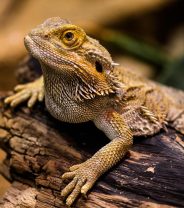 Can I catch diseases from my lizard?