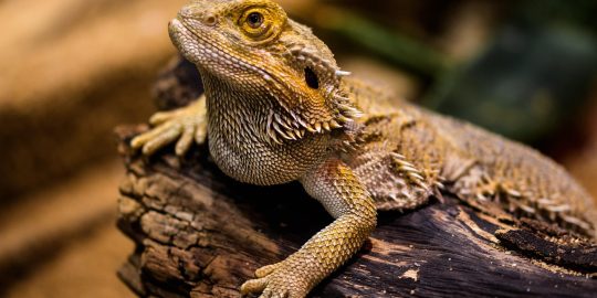 Bearded dragon