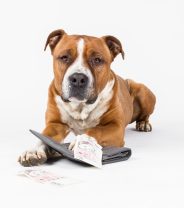 Pet insurance vs payment plans – which is better?