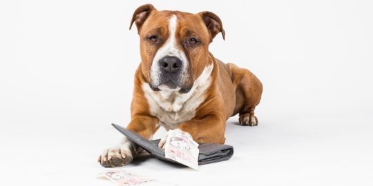 Dog looking at open wallet and money
