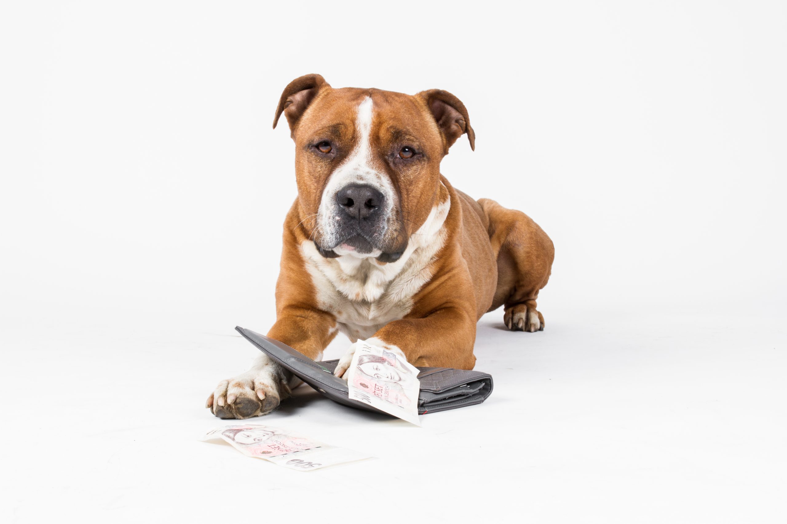 What does it cost to get a dog castrated in the UK? Vet Help Direct