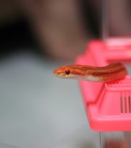 What insurance do you need for a pet snake?