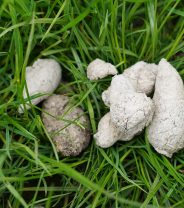 Dog poop with white- why is my dog’s poo white?