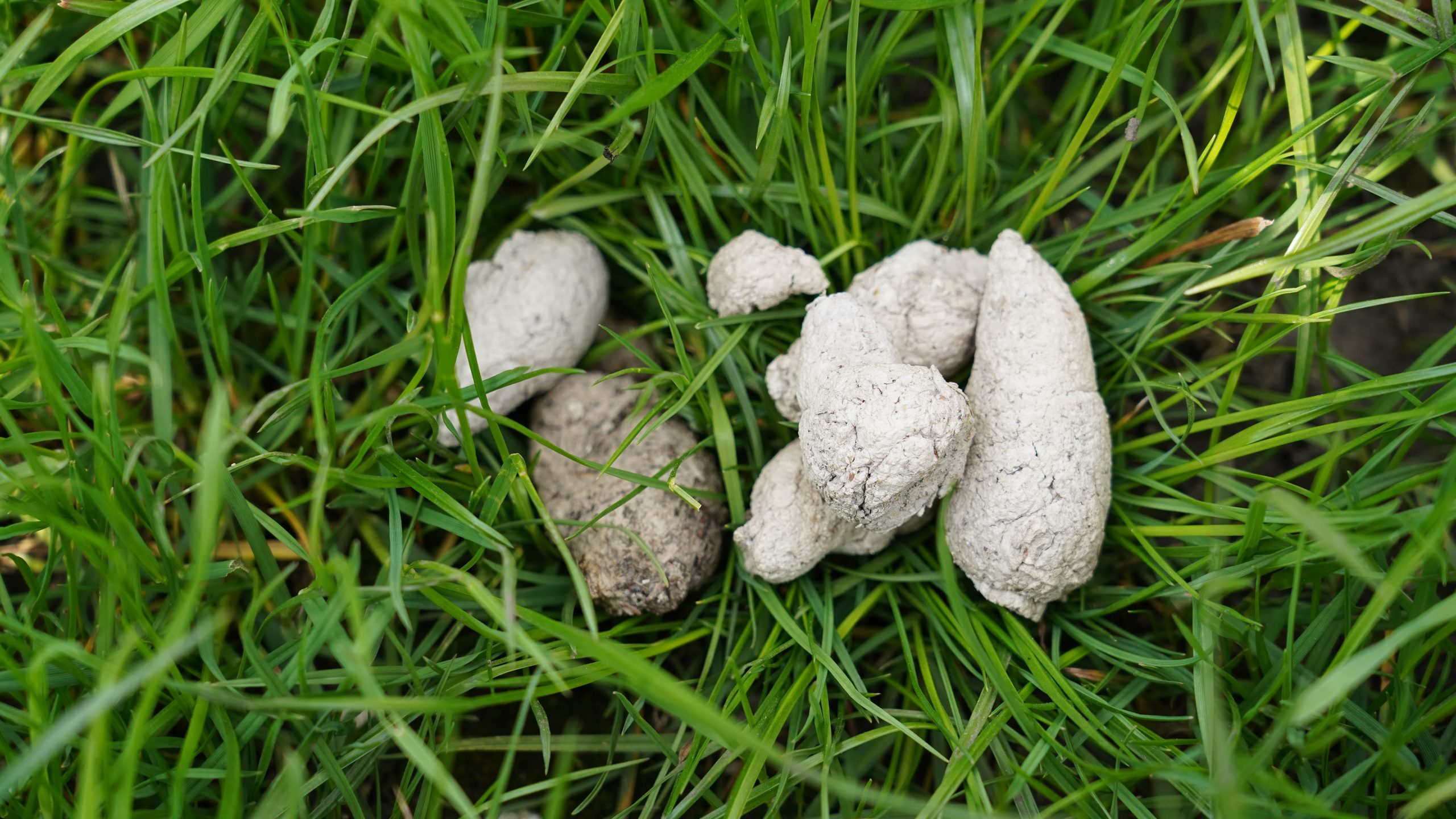 My dog's poop is white store and chalky